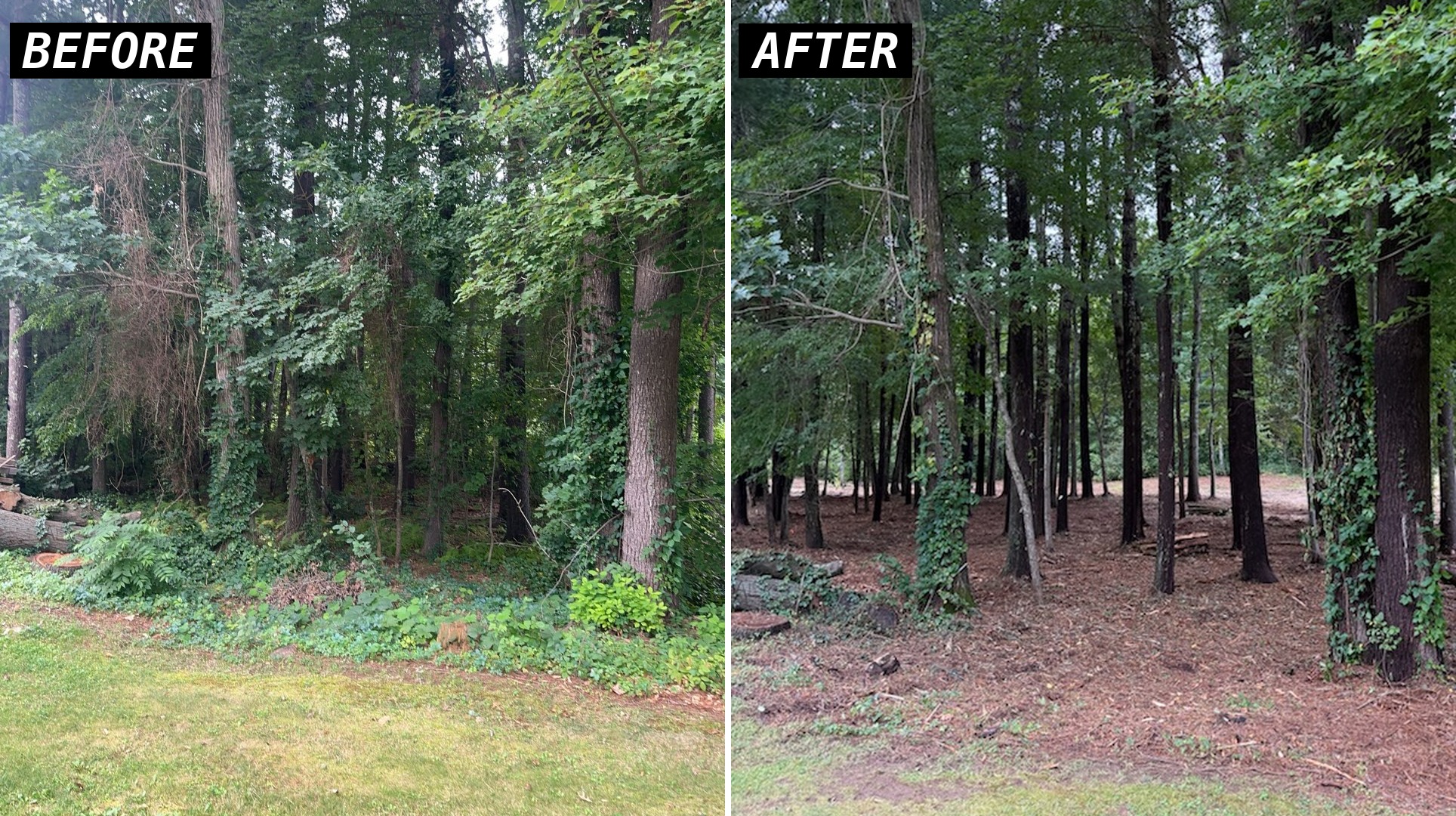 Before and after of a wooded lot in Bridgewater MA with thick undergrowth mulched and the trees kept