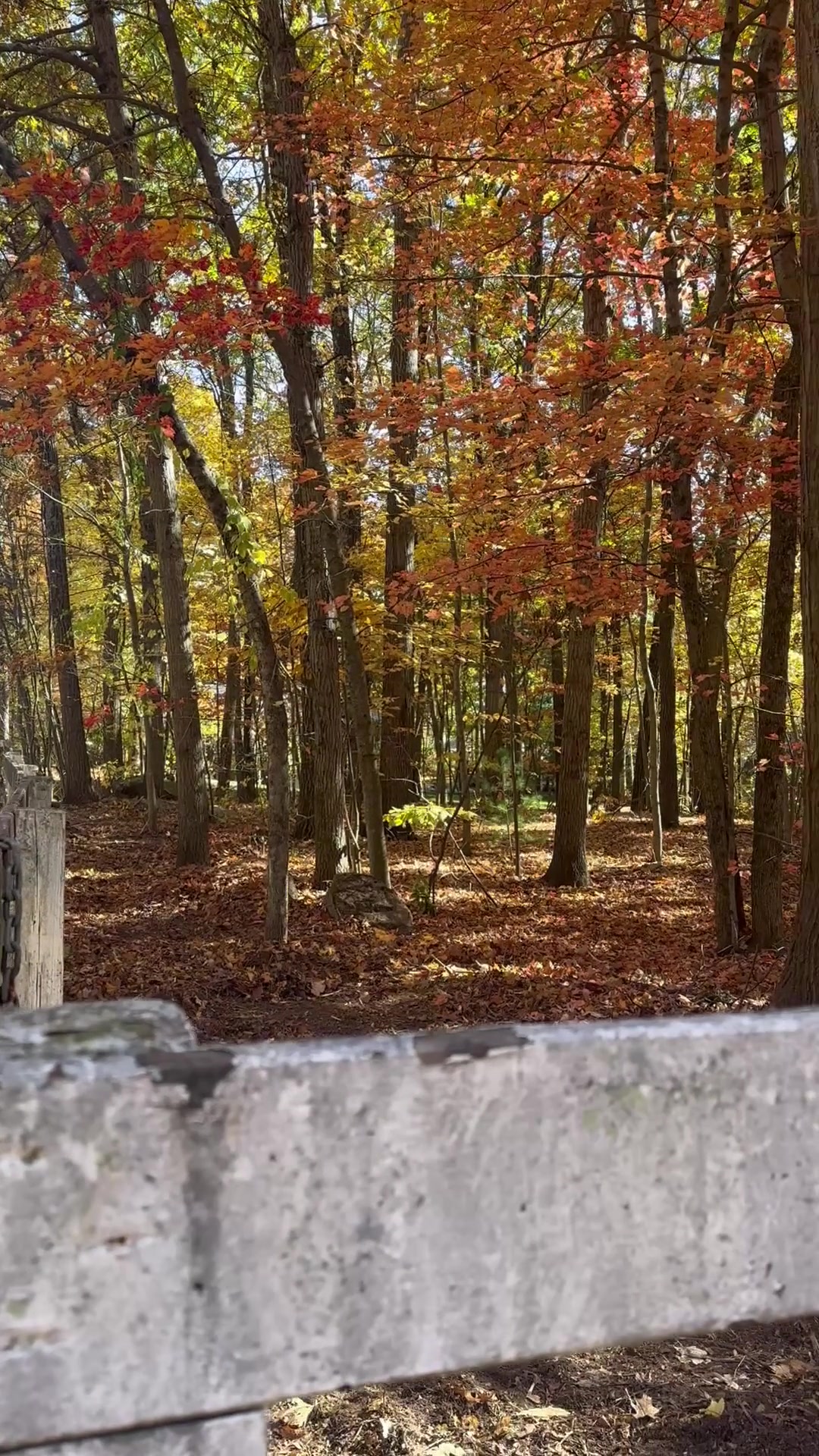 Forestry mulcher clearing brush along a horse paddock fence line in Shrewsbury MA